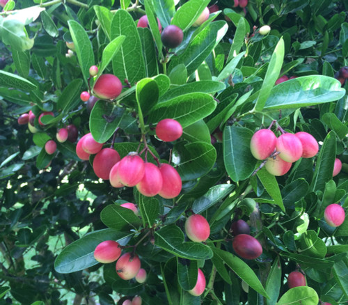 Carissa carandas - Karonda Seeds