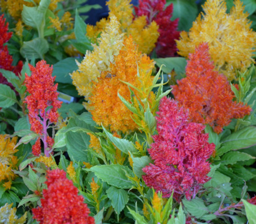 Celosia sp. - Celosia, Castle Mixed