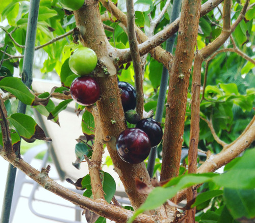 Myrciaria x - Red Hybrid Jaboticaba Seeds Myrciaria x - Red Hybrid Jaboticaba Seeds