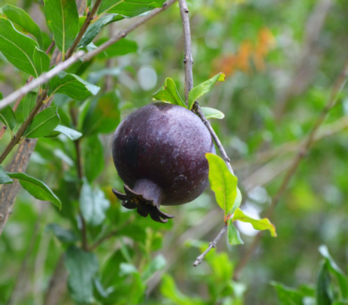 Trans Alpine - Cerises rouges au marasquin, 4 L