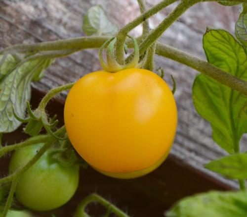 Yellow Perfection Tomato Seeds