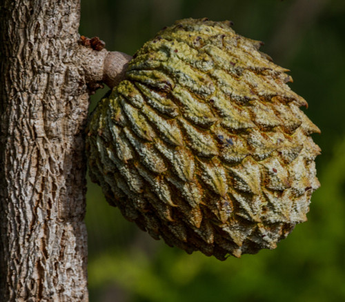 Annona crassiflora - Marolo Seeds