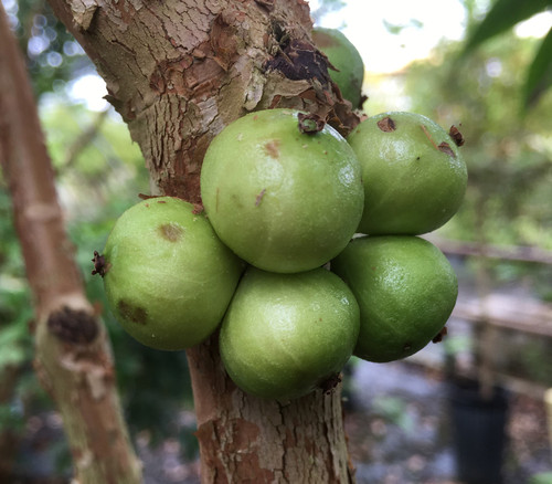 Myrciaria aureana - White Jaboticaba Seeds