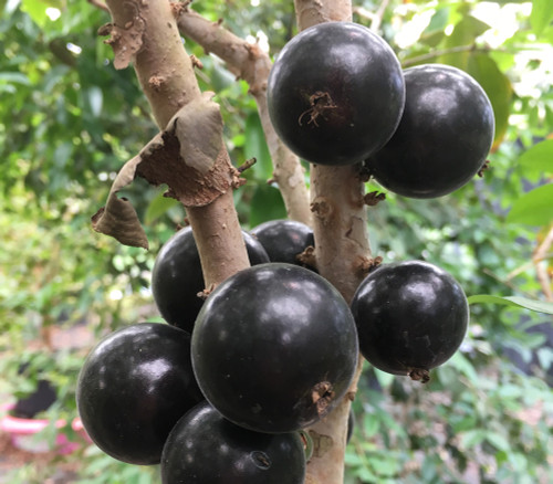 Myrciaria sp. - Grimal Jaboticaba Seeds