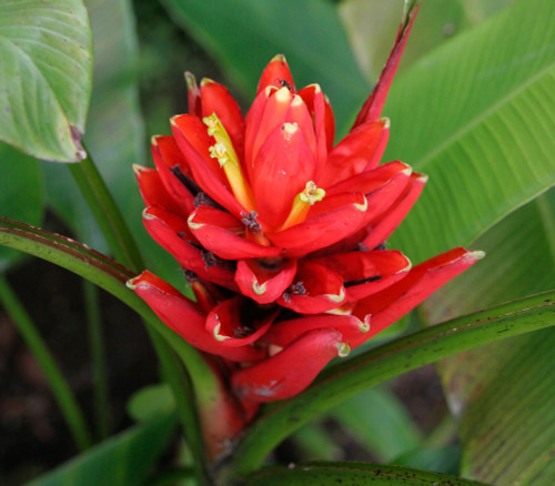 Musa coccinea - Scarlet Banana