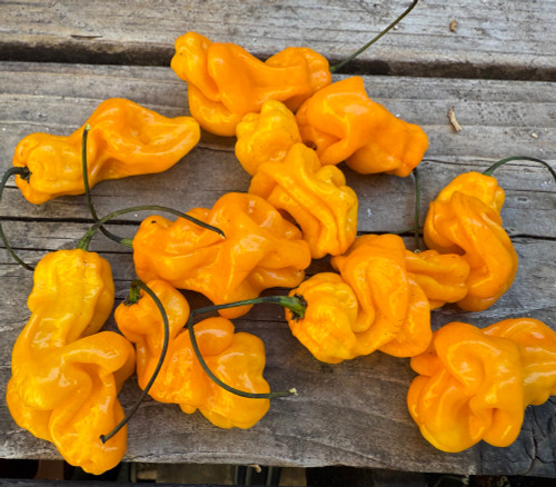 Madame Jeanette Pepper Seeds