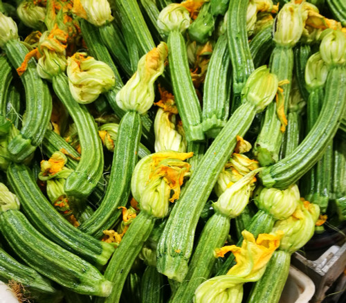 Zucchini, Long Florentine