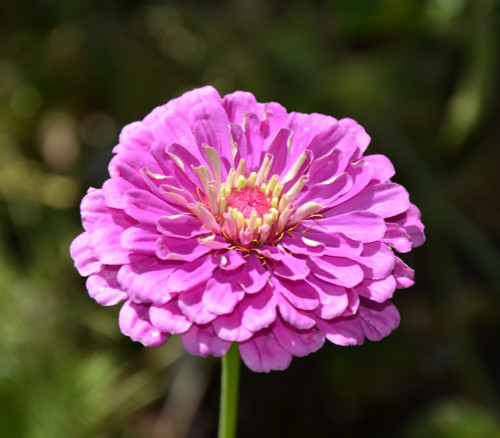 Zinnia elegans - Giant Violet Flowered  Zinnia