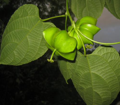 Plukenetia volubilis - Sacha Peanut Seeds Plukenetia volubilis - Sacha Peanut Seeds