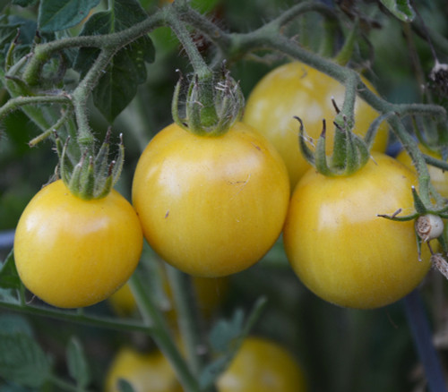Big Yellow Zebra Tomato Seeds