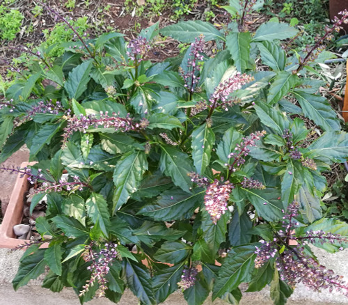 Ocimum selloi - Green Pepper Basil Seeds Ocimum selloi - Green Pepper Basil Seeds