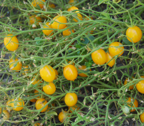 Blondkopfchen Tomato Seeds