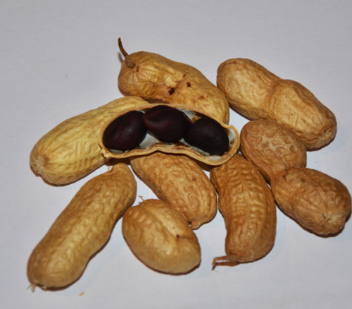 Schronce's Deep Black Peanut