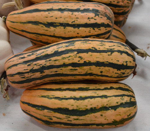Delicata, Candystick Dessert Seeds