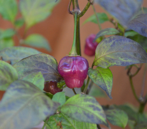 Cheiro Roxa Pepper