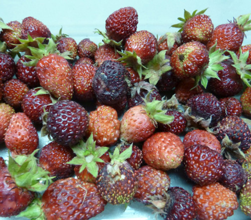 Fragaria moschata - Musk Strawberry