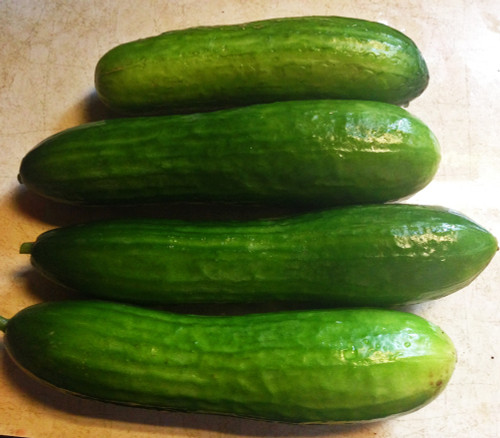 Muncher Cucumber Seeds Muncher Cucumber Seeds