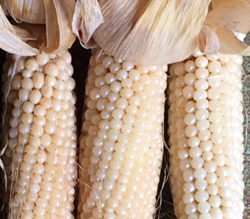 Japanese Hulless Popcorn Seeds