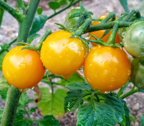 Honeydrop Cherry Tomato Seeds