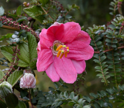 Passiflora mixta - Tumbo Passion Fruit Seeds Passiflora mixta - Tumbo Passion Fruit Seeds