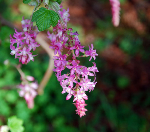 Ribes sanguineum - Red Flowering Currant Seeds