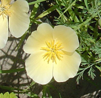 Eschscholzia californica alba - California Poppy, White Seeds