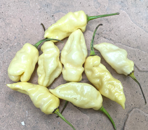 Devil's Tongue White Pepper Seeds