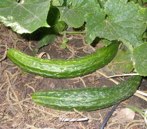 Suyo Long Cucumber Seeds Suyo Long Cucumber Seeds