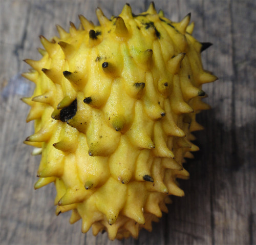 Annona hypoglauca - Wild Cherimoya Seeds Annona hypoglauca - Wild Cherimoya Seeds
