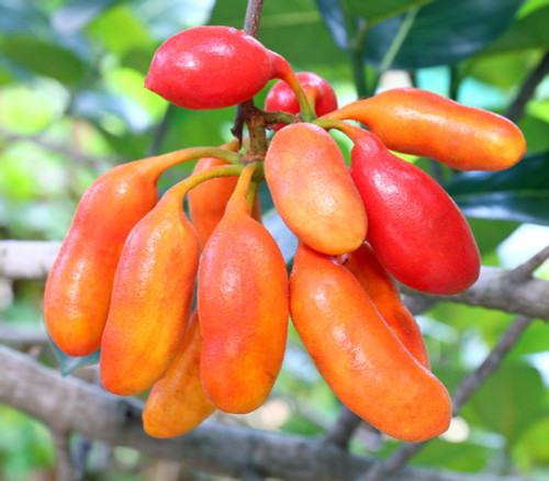Uvaria rufa - Calabao Seeds Uvaria rufa - Calabao Seeds