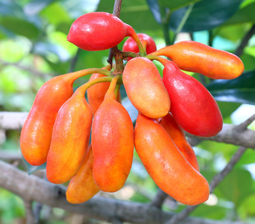 Uvaria rufa - Calabao Seeds