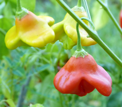 Cambuci Pepper Seeds
