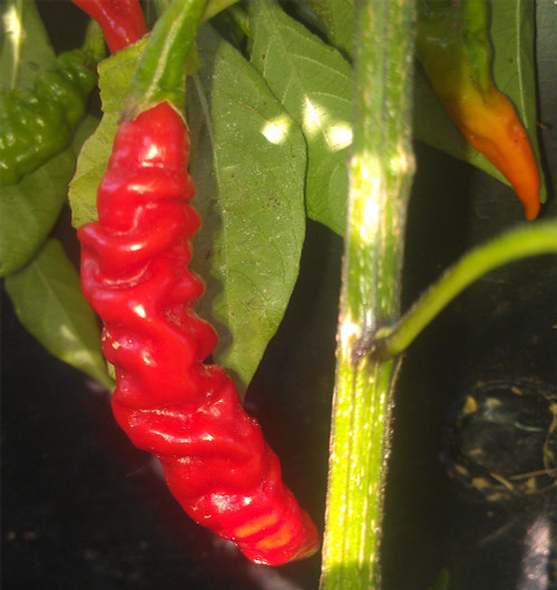 Murupi Giant Pepper Seeds