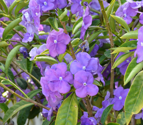 Brunfelsia floribunda - Yesterday, Today and Tomorrow