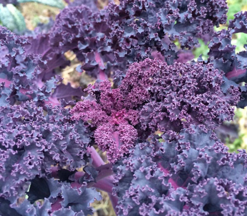 Scarlet Kale Seeds Scarlet Kale Seeds