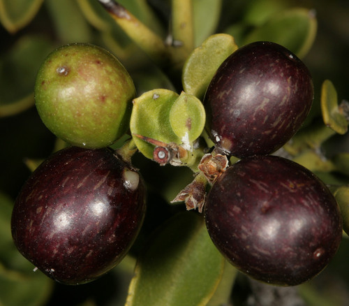 Carissa haematocarpa - Karroo Num-Num Seeds