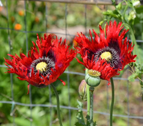 Papaver sp. - Drama Queen Poppy Seeds Papaver sp. - Drama Queen Poppy Seeds
