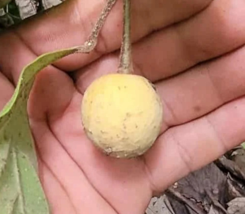 Annona edulis - Annona edulis Seeds