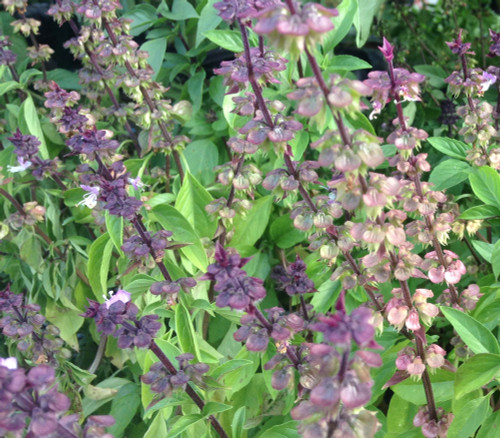 Ocimum basilicum - Thai Basil, Large Sweet Seeds Ocimum basilicum - Thai Basil, Large Sweet Seeds