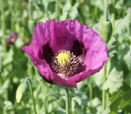 Papaver sp. - Lavender Purple Poppy