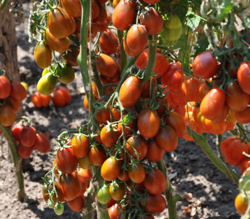 Black Dragon Tomato Seeds