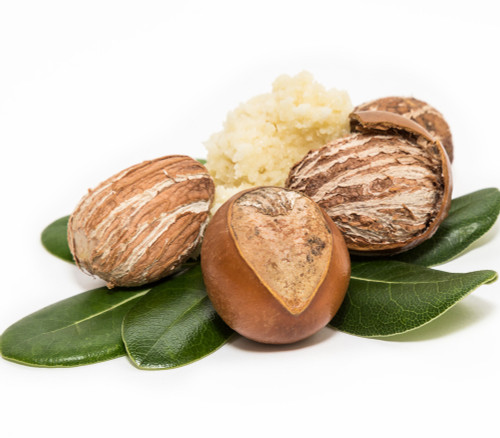 Vitellaria paradoxa - Shea Butter Tree Seeds Vitellaria paradoxa - Shea Butter Tree Seeds
