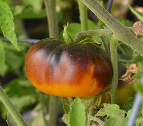 Lucid Gem Tomato Seeds