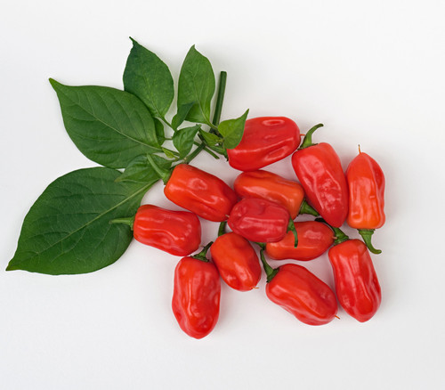 Zavory Pepper Seeds