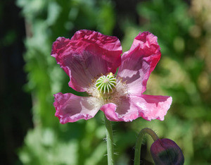 Papaver s. - Hens and Chickens Poppy Seeds