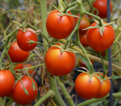 42 Days Tomato Seeds