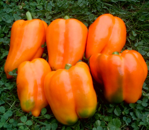 Coral Bell Pepper