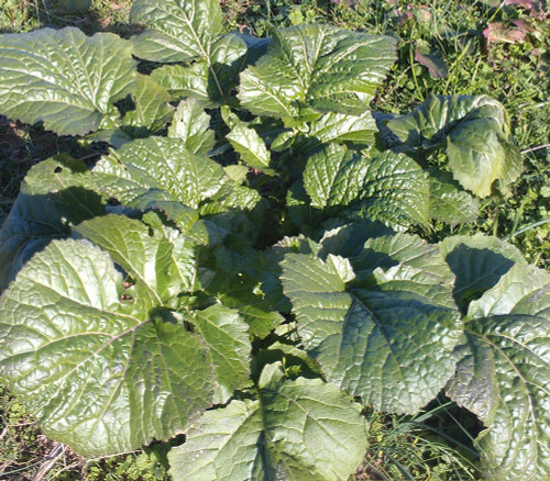 Wasabi Mustard Seeds