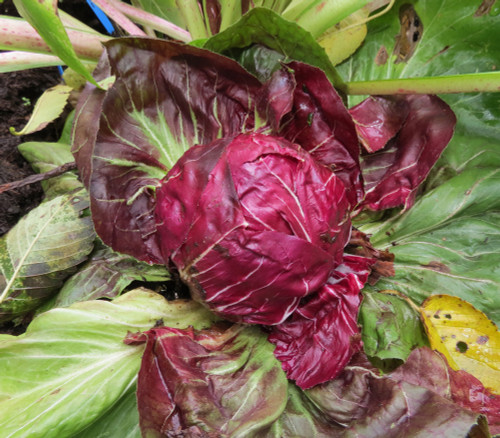 Radicchio, Palla Rosa Seeds