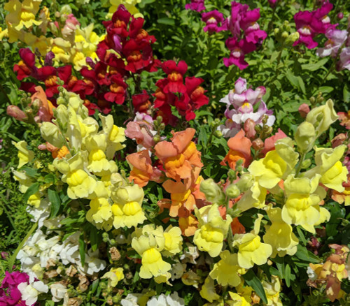 Antirrhinum majus - Snapdragon Bizarre Mix Seeds